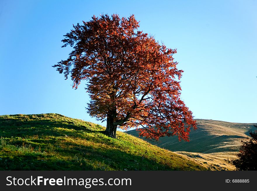 An image of autumn tree on a hill