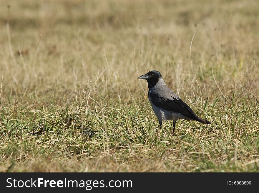 A beautiful raven in a meadow. A beautiful raven in a meadow