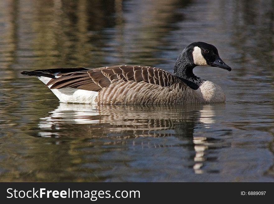 Canadian geese swimming in a lake in fall. Canadian geese swimming in a lake in fall