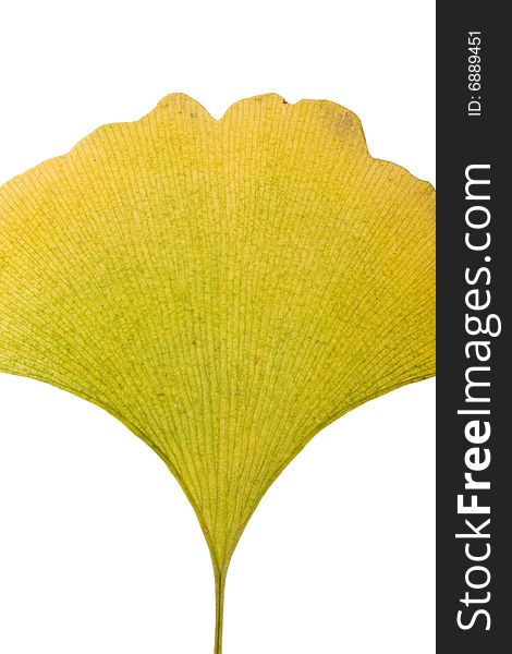 Ginkgo Leaf