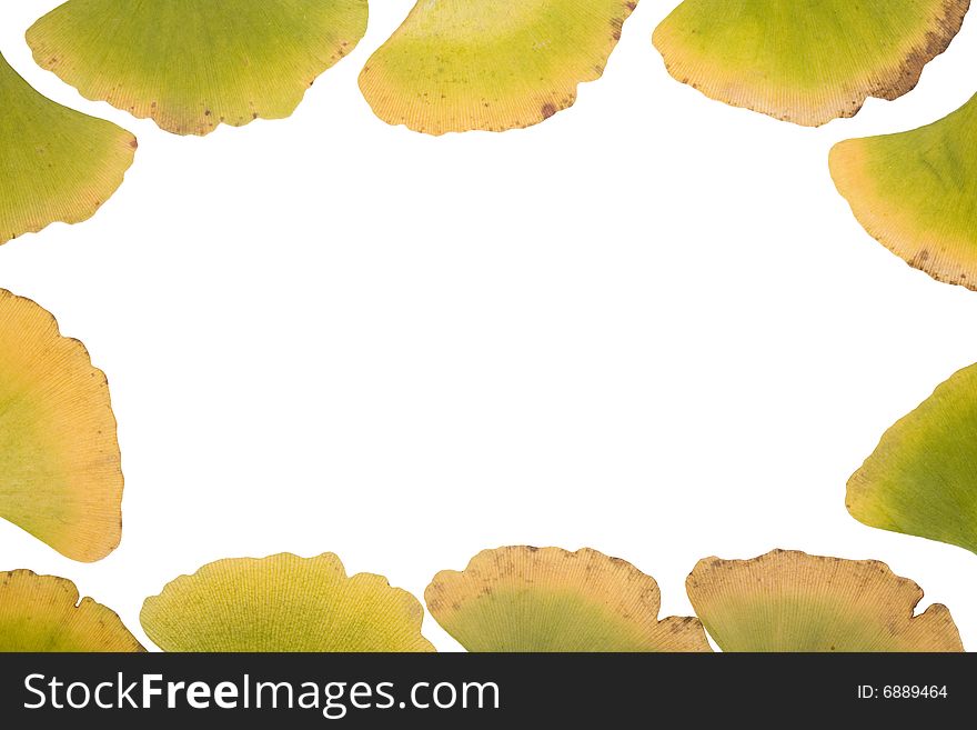 Ginkgo Leafs frame on white background