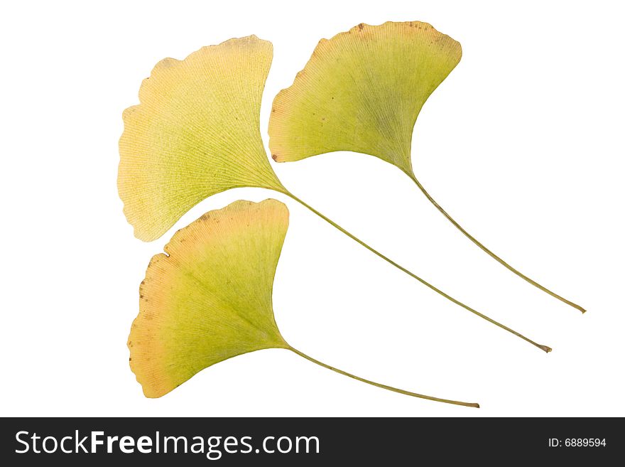 Yellow Autumn ginkgo Leafs on white
 Background