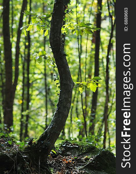 Bent tree on the moss-grown stone in the forest. Bent tree on the moss-grown stone in the forest.