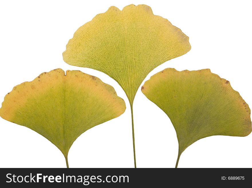 Yellow Autumn ginkgo Leafs on white Background