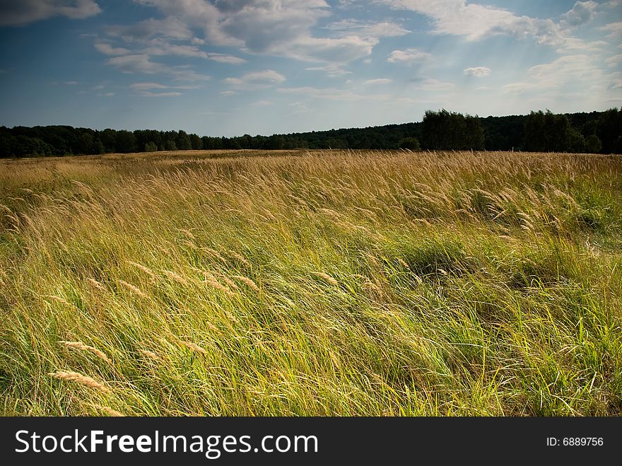 Meadow In A City Park In Moscow