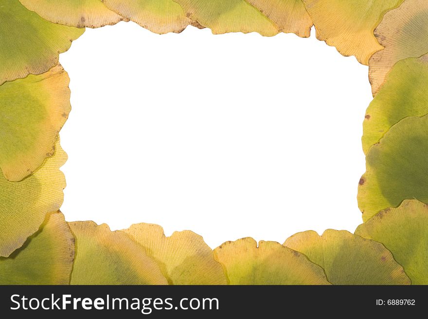 Ginkgo Leafs frame on white background