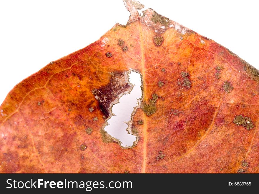 Close up observation of autumn colorful leaf. Close up observation of autumn colorful leaf