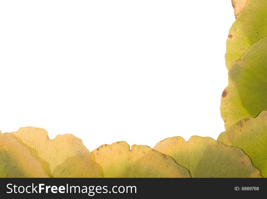 Ginkgo Leafs frame on white background