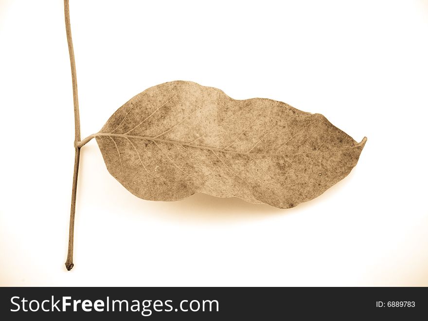 Beautiful autumn leaf isolated on white background