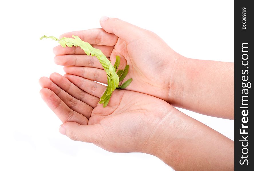 Holding leaf isolated