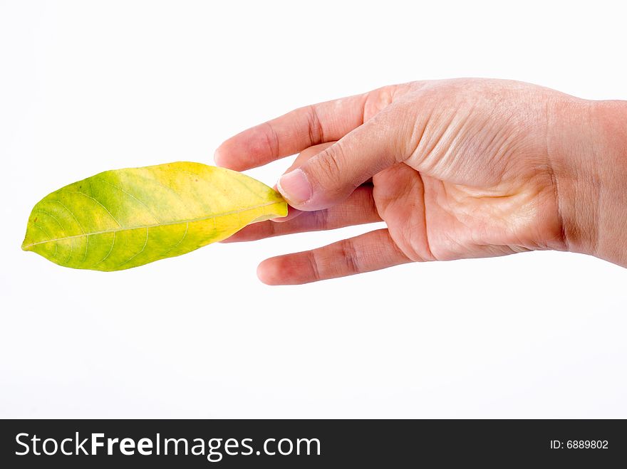 Slim female hand holding fallen leaf isolated on white. Slim female hand holding fallen leaf isolated on white
