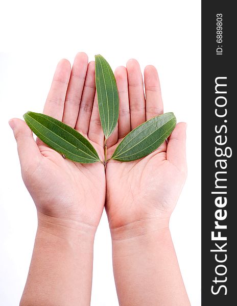 Holding leaf isolated