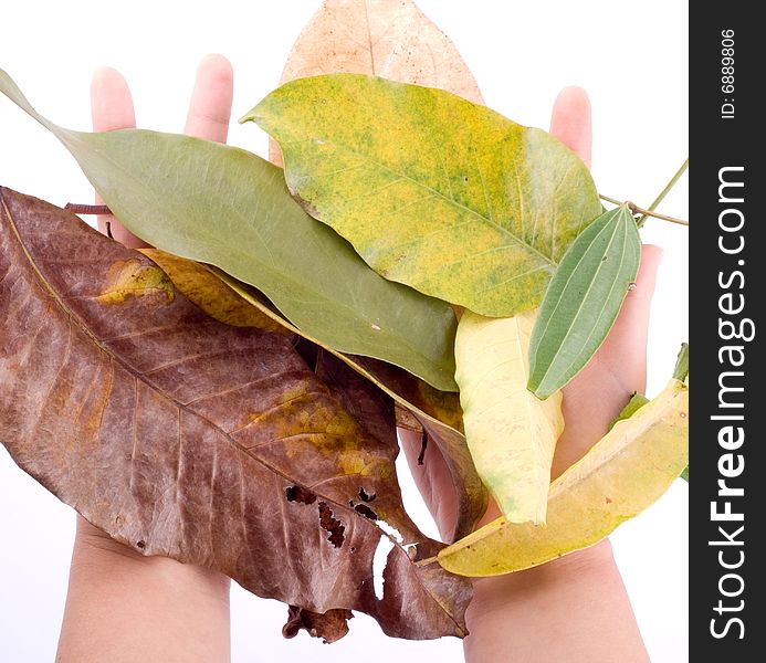 Slim female hand holding fallen leaf isolated on white. Slim female hand holding fallen leaf isolated on white