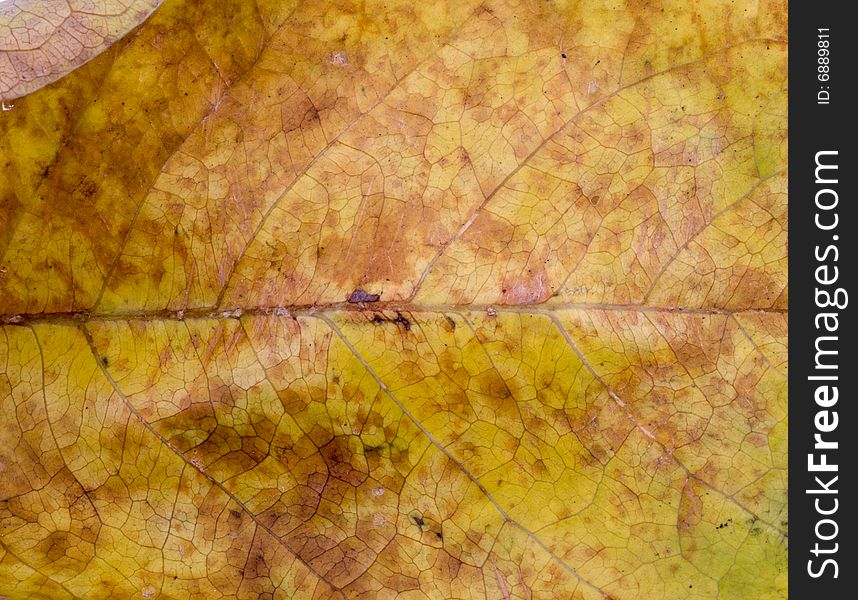 Close up observation of autumn colorful leaf. Close up observation of autumn colorful leaf