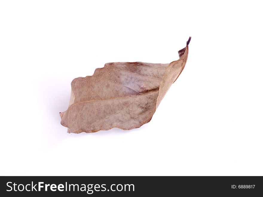 Leaf Isolated On White