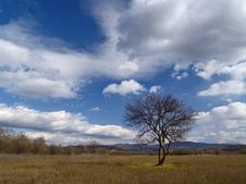 Tree And Clouds Royalty Free Stock Photography Tree And Clouds Royalty Free Stock Photography