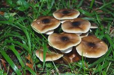 Wild Mushrooms Under Tall Grass Stock Photography Wild Mushrooms Under Tall Grass Stock Photography