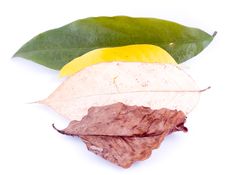 Autumn Leaves On White Stock Photo Autumn Leaves On White Stock Photo