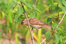 Sparrow Stock Images