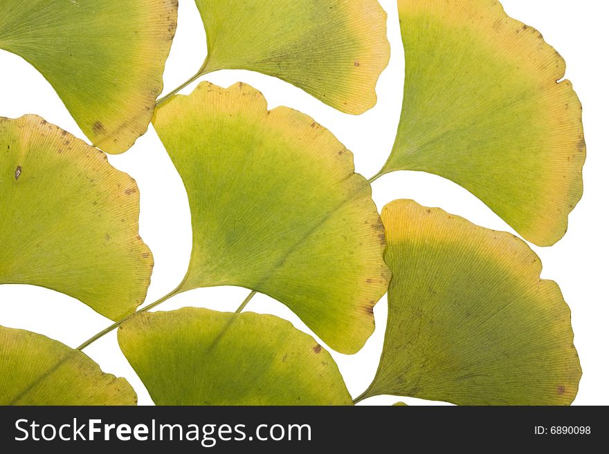 Yellow Autumn ginkgo Leafs on white Background