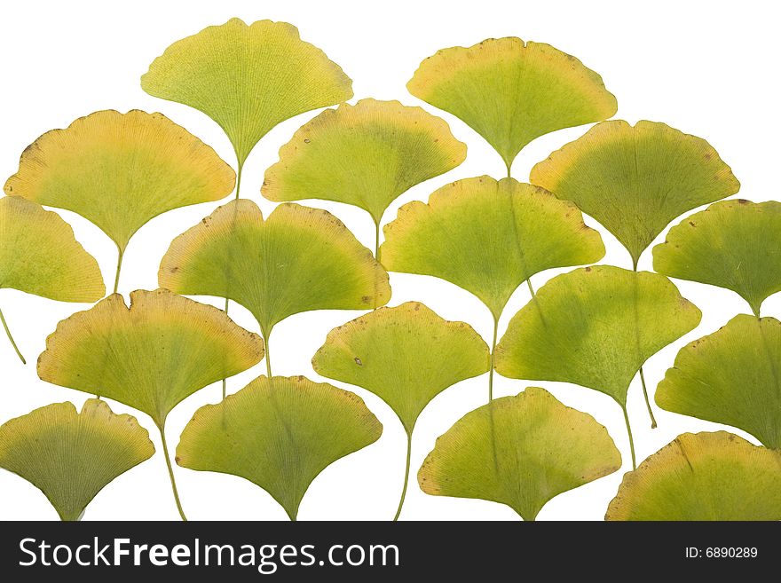 Yellow Autumn ginkgo Leafs on white
 Background