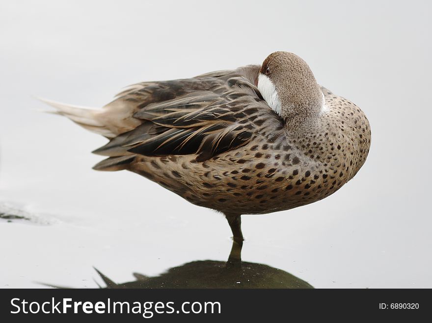 Wild duck on the pond. Wild duck on the pond.