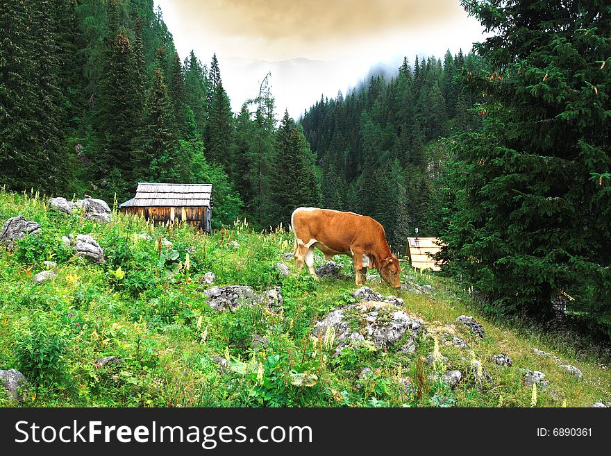 The Grazing Caw with the small cabin and mountains against the background, Julian Alps, Slovenia