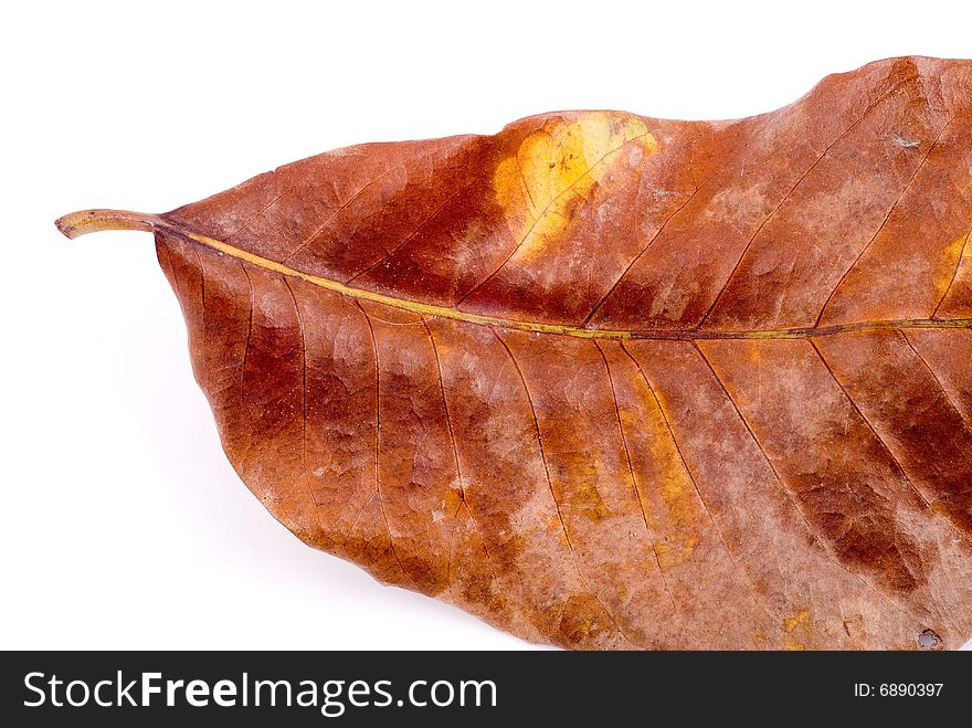 Close up observation of autumn colorful leaf. Close up observation of autumn colorful leaf