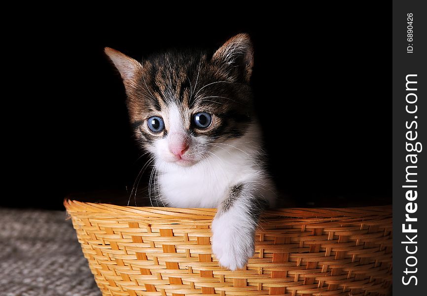 Small kitten sitting in a basket