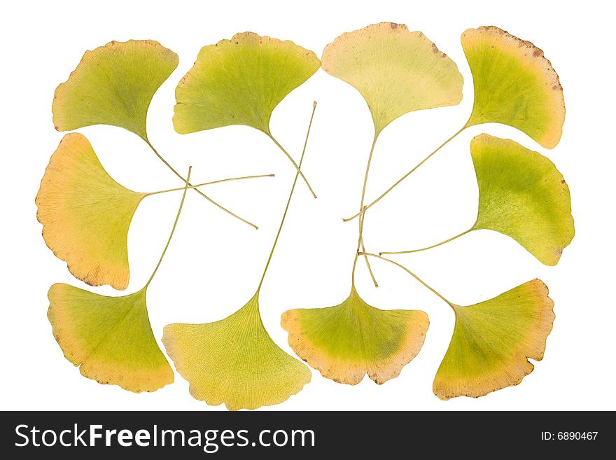 Ginkgo Leafs Frame