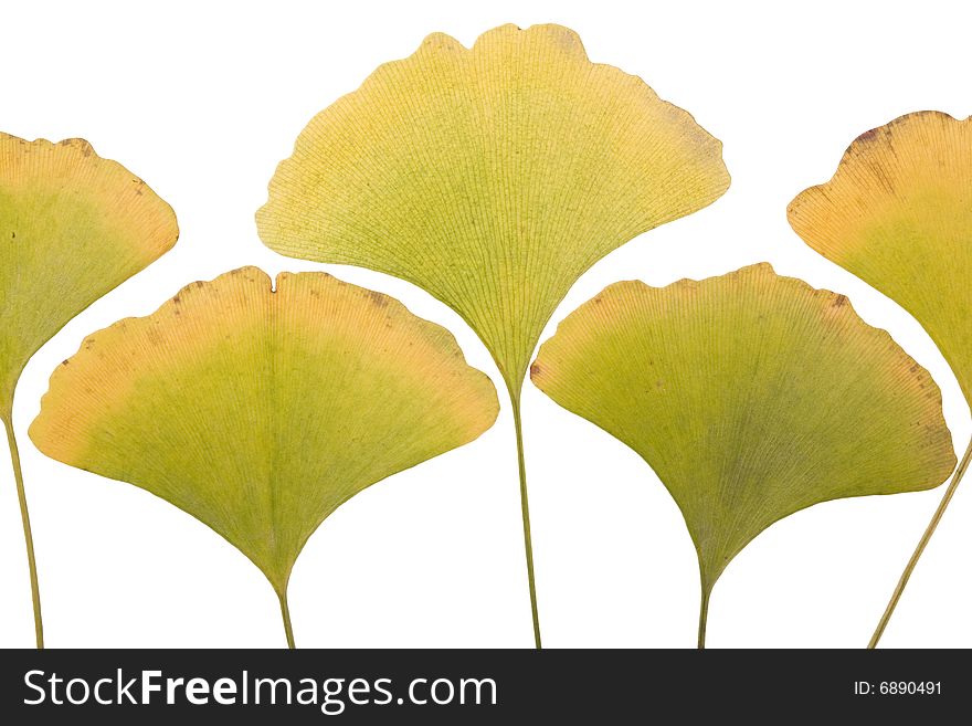 Ginkgo leafs