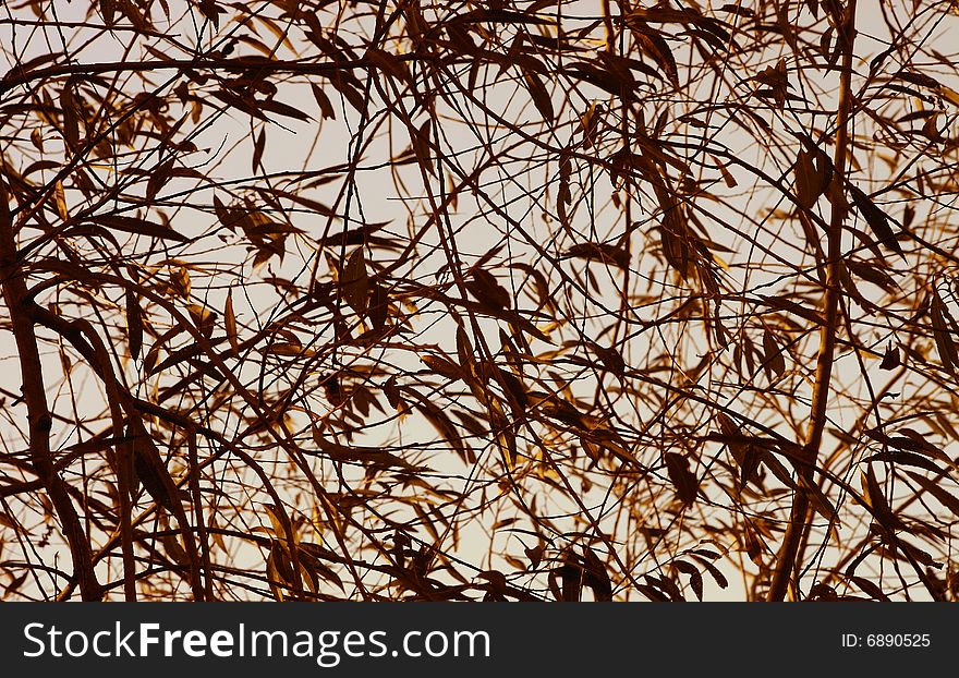 Background of leaves still on the tree