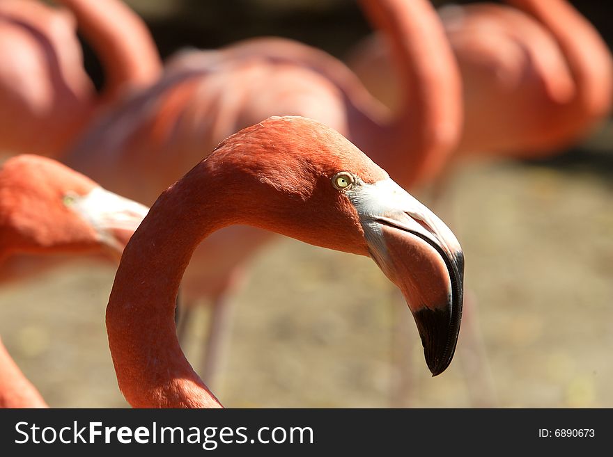 The head and partial neck of a pink flamingo