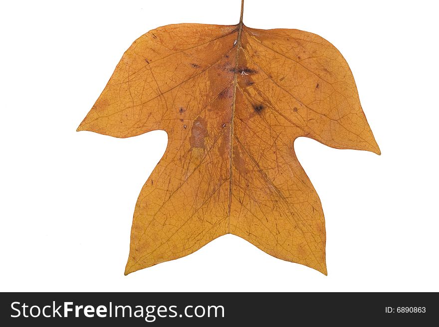 Yellow Autumn  Leafs on white
 Background