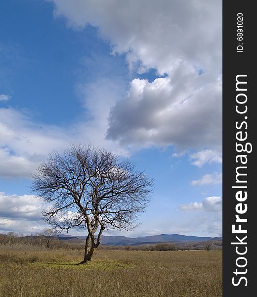 Tree and clouds