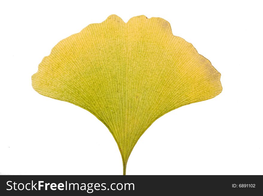 Yellow Autumn ginkgo Leaf on white
 Background