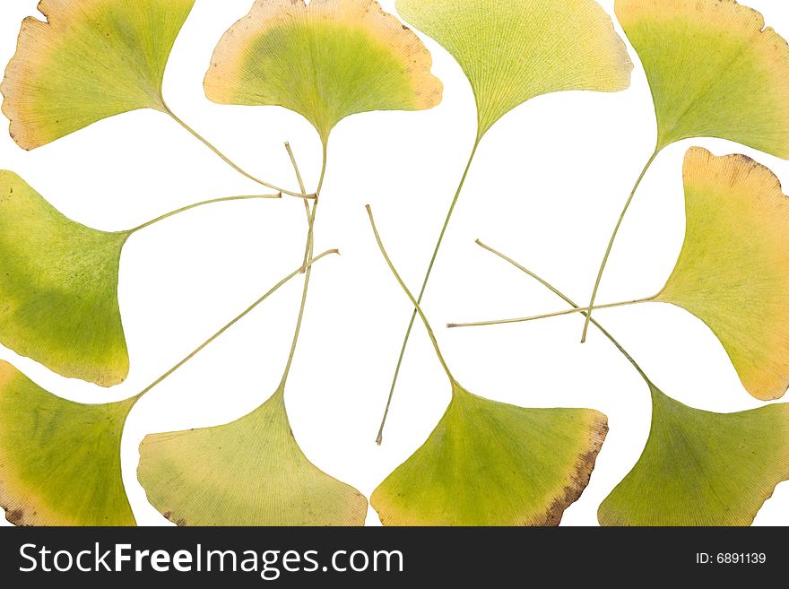 Ginkgo leafs frame
