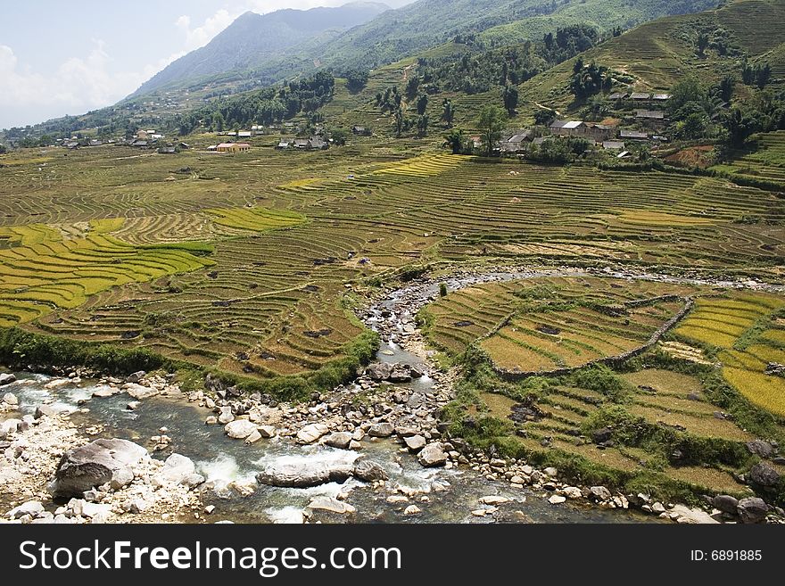 This photo is from Sapa, Vietnam.  The terraces are used to grow rice.  The golden colour shows that it's harvest time. This photo is from Sapa, Vietnam.  The terraces are used to grow rice.  The golden colour shows that it's harvest time.