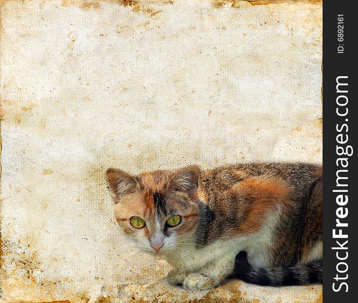 Calico cat on a grunge background. Copy-space for your text.