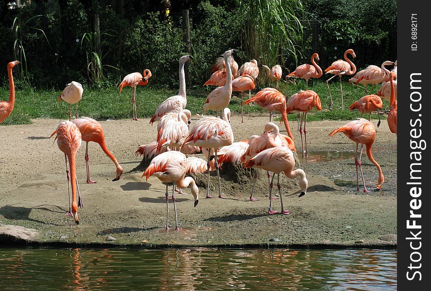 Pink Flamingos in the zoo of Prague.