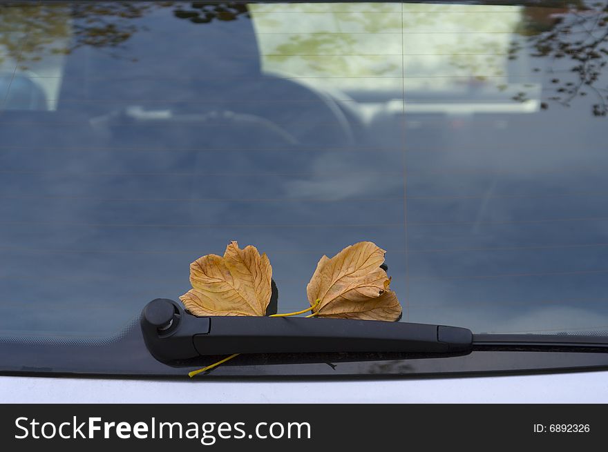 Autumnal leaves on car glass