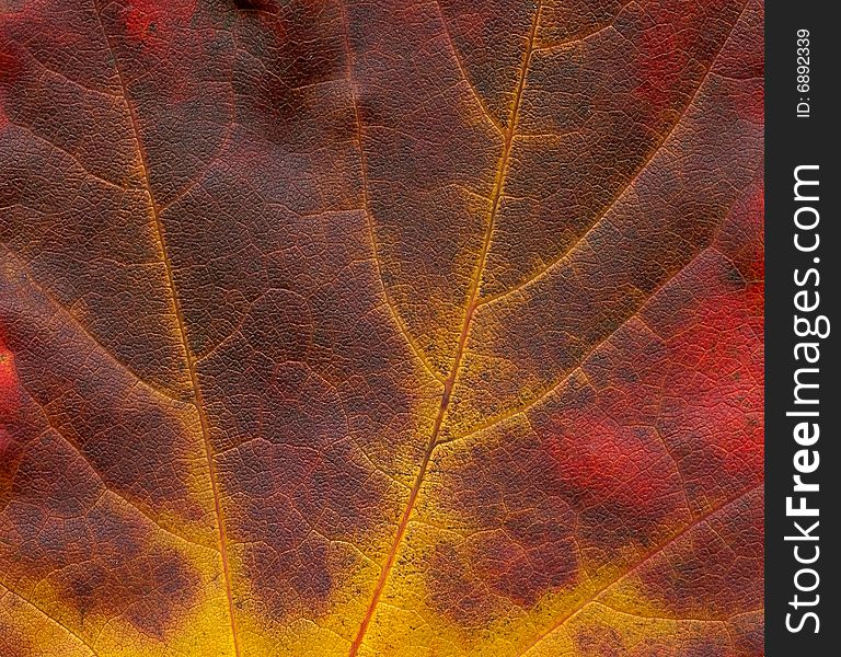 Structure of scanned leaves of maple (Acer)