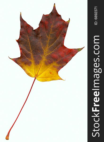 High quality scanned leaf of maple (Acer). Isolated on white.