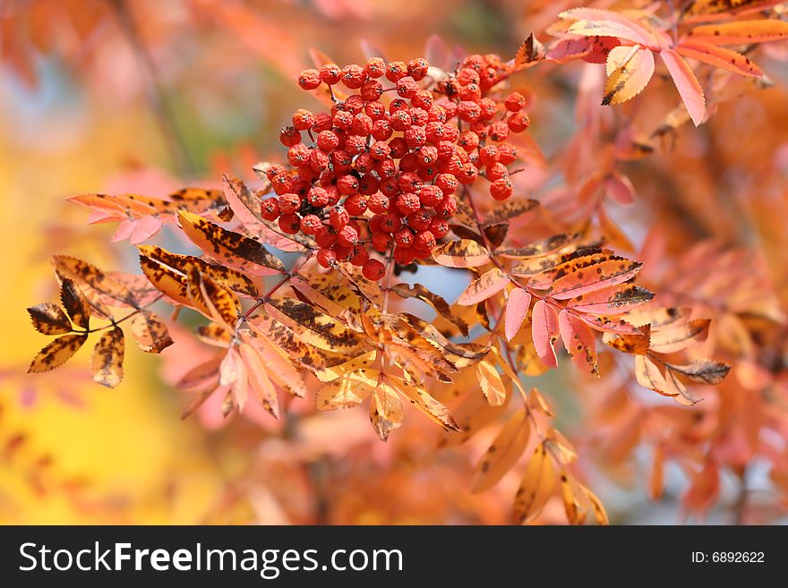 Red rowanberries in colour autumn