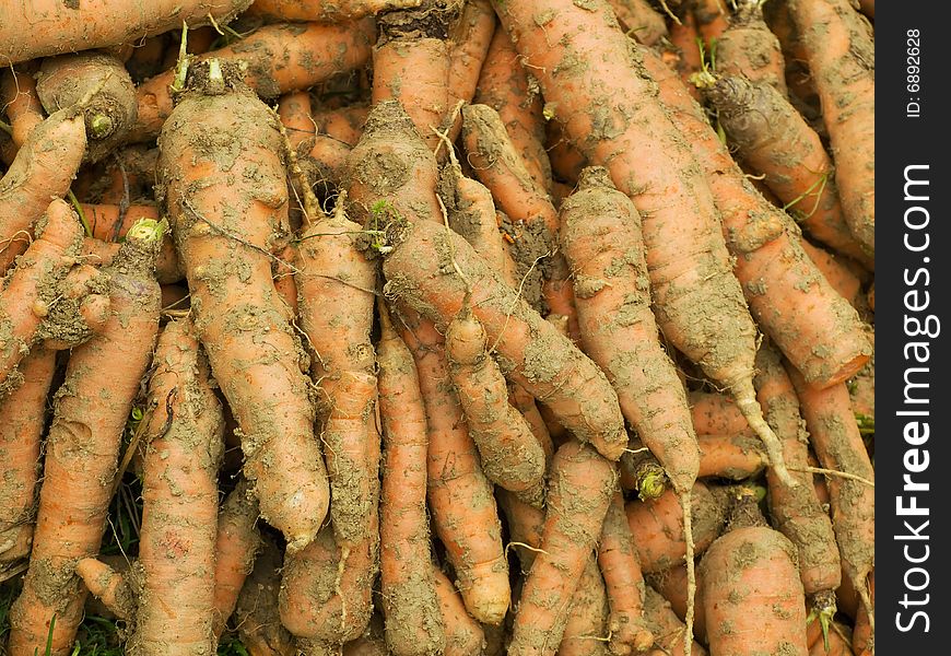 Muddy but fresh carrot immediately after harvest. Muddy but fresh carrot immediately after harvest.