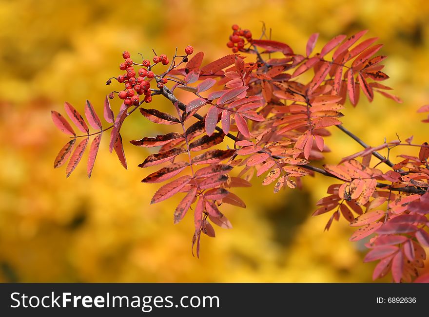 Red rowanberries and coloured leaves. Red rowanberries and coloured leaves