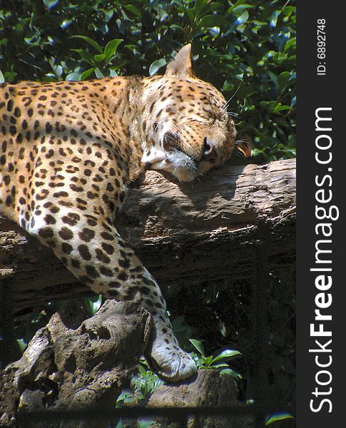 A sweet sleepy leopard sleeping on a tree branch.