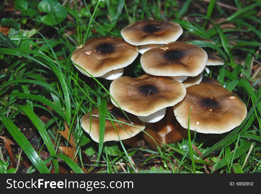 Wild mushrooms of light brown caps with a dark spot at the center and with white rims, and thick white rings, all under tall wet green grass with water drops. Wild mushrooms of light brown caps with a dark spot at the center and with white rims, and thick white rings, all under tall wet green grass with water drops.