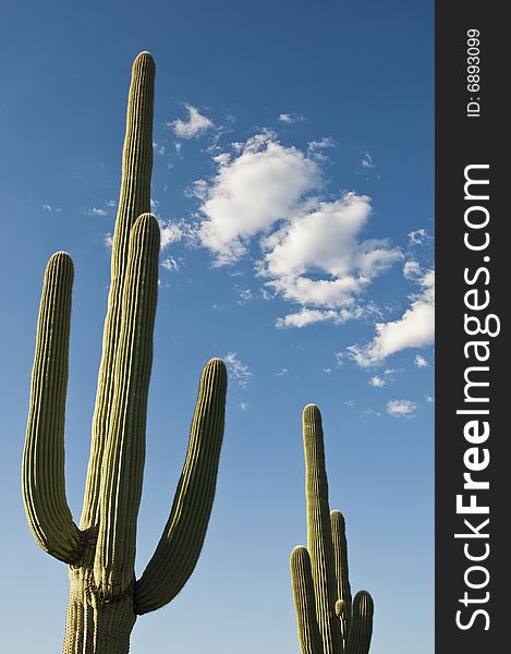 Saguaro cactus against blue sky with clouds