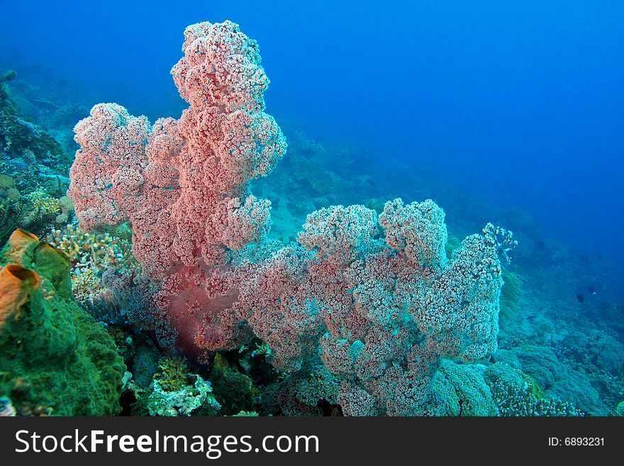 Indonesian coral reef in the Lembeh straits of North Sulawesi